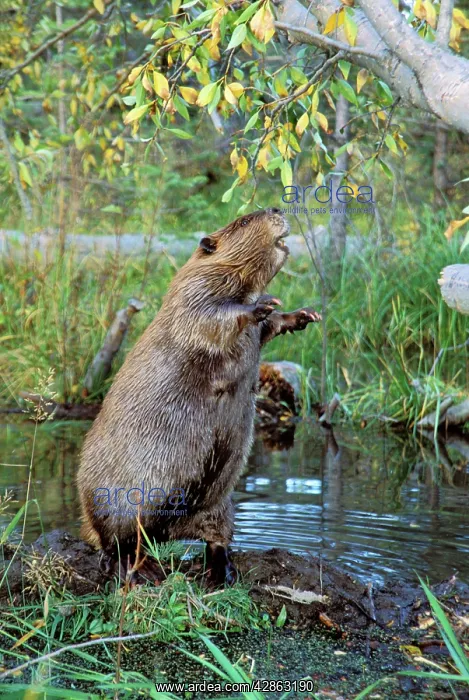: American BEAVER - on hind legs, by pond, trying : American BEAVER - on hind legs, by pond, trying