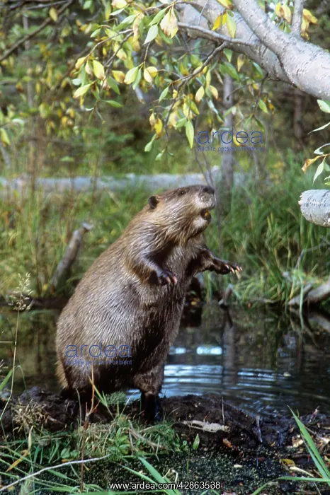 : American Beaver - standing on hind legsS : American Beaver - standing on hind legsS