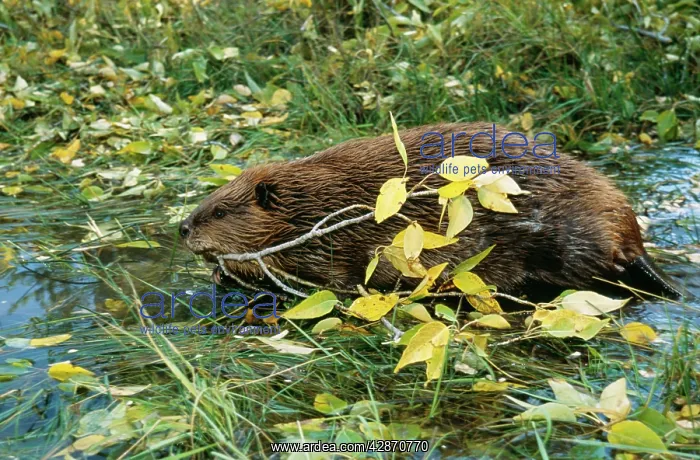 : AMERICAN BEAVER - In water : AMERICAN BEAVER - In water