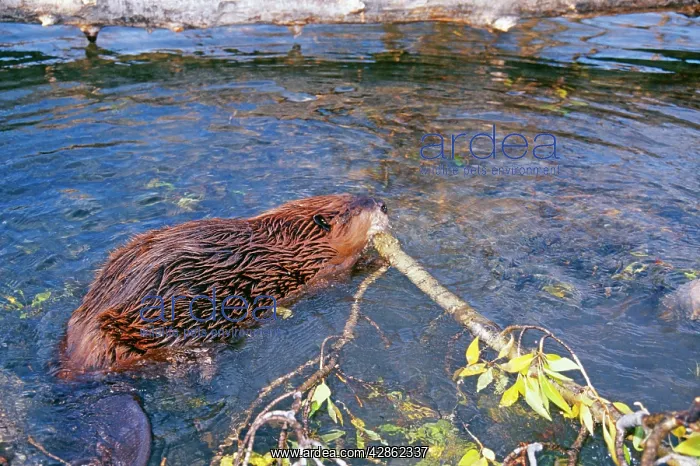 : American BEAVER - in the water, carrying a log in mouth : American BEAVER - in the water, carrying a log in mouth