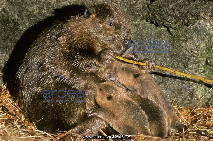 : American BEAVERS - female feeds on bark while nursing kits : American BEAVERS - female feeds on bark while nursing kits