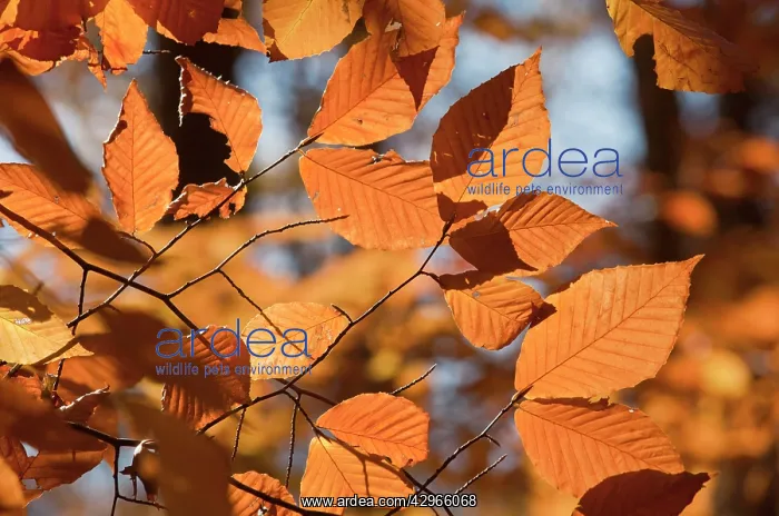 : American Beech / North American Beech - Autumn Leaves : American Beech / North American Beech - Autumn Leaves