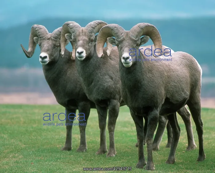 : American bighorn sheep : American bighorn sheep