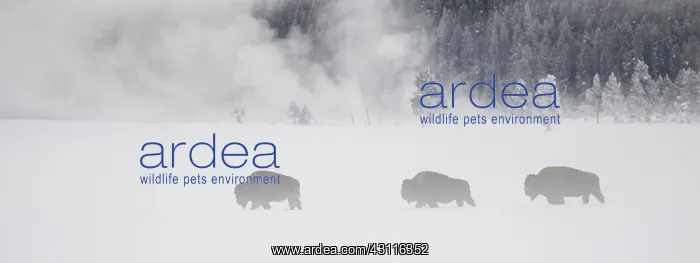 : American Bison : American Bison