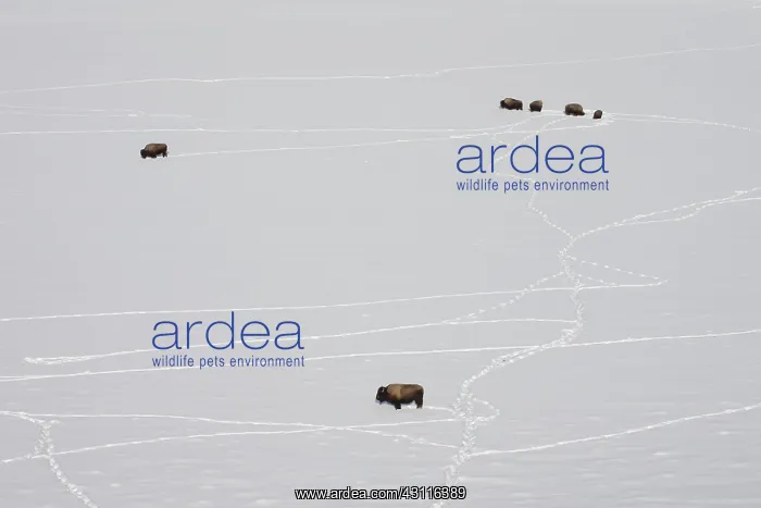 : American Bison : American Bison