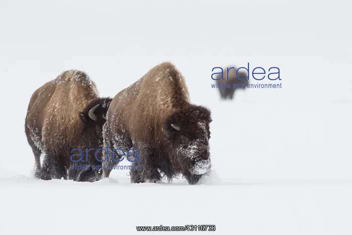: American Bison : American Bison