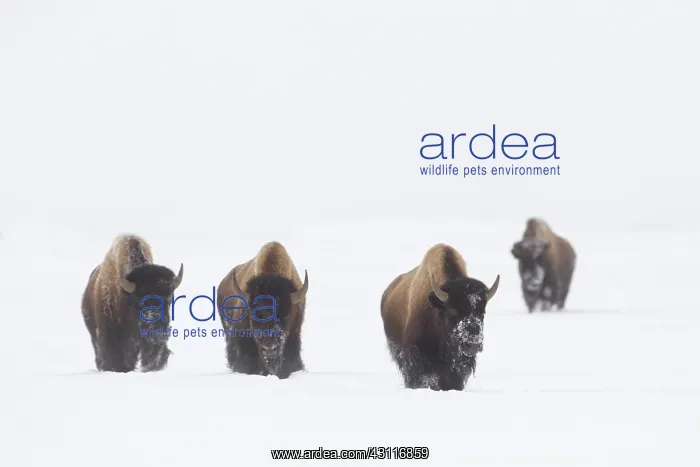 : American Bison : American Bison