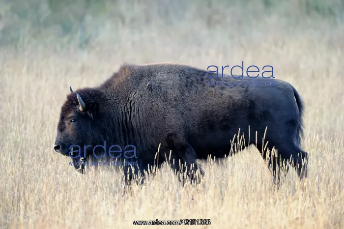 : American Bison : American Bison