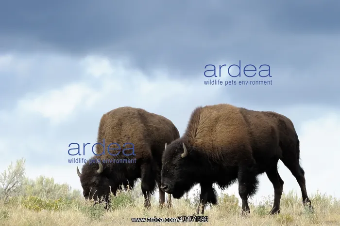 : American Bison : American Bison
