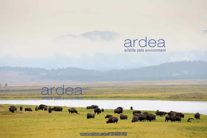  : American Bison