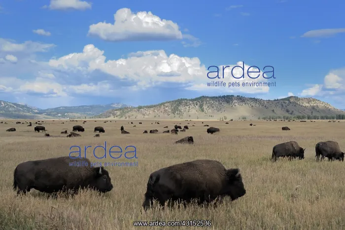 : American Bison : American Bison