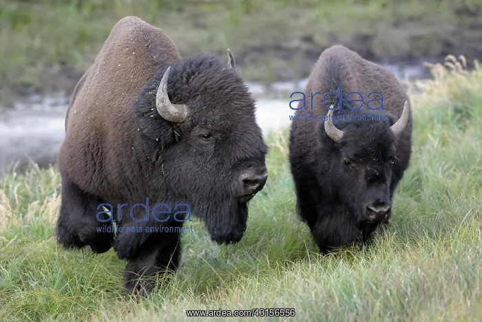 : American Bison : American Bison