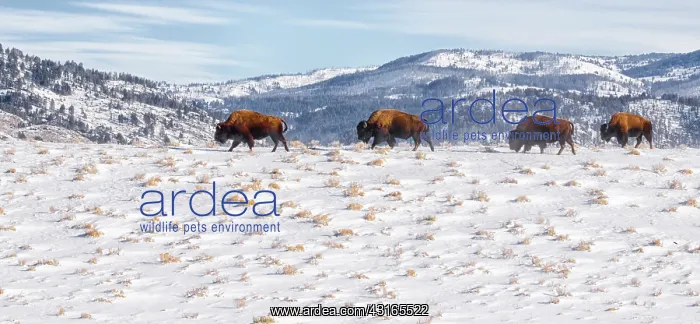 : American Bison : American Bison