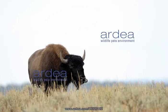 : American Bison : American Bison