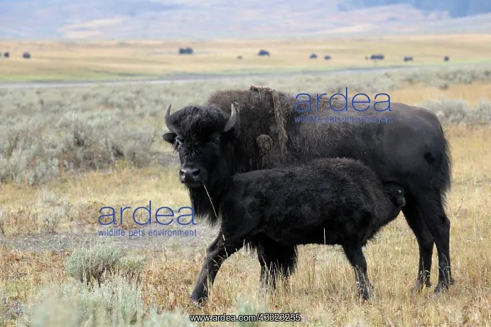 : American Bison : American Bison