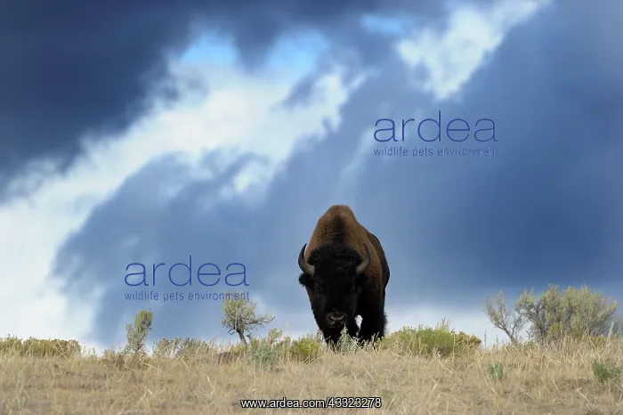 : American Bison : American Bison
