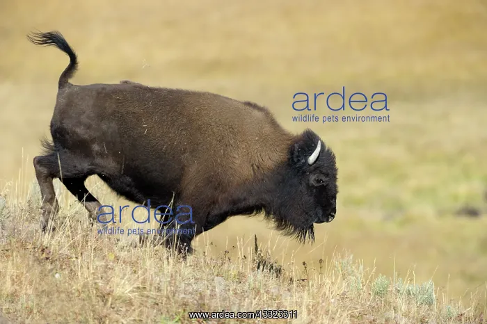  : American Bison