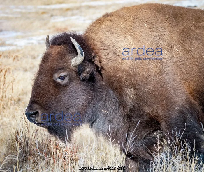 : American Bison : American Bison