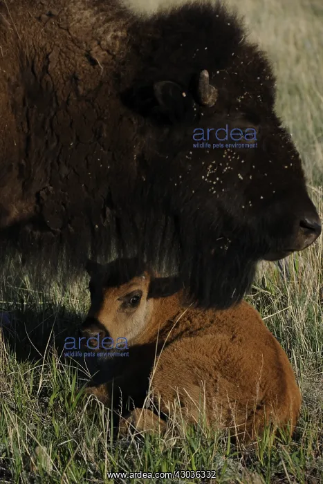 : American Bison - American Bison - Custer State Park : American Bison - American Bison - Custer State Park