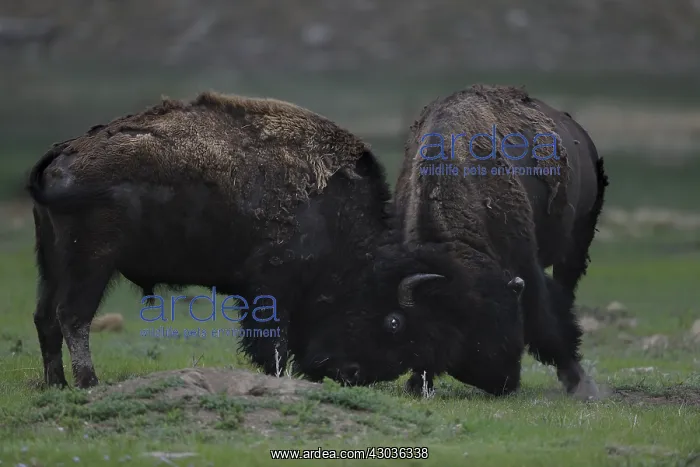 : American Bison - American Bison - Custer State Park : American Bison - American Bison - Custer State Park