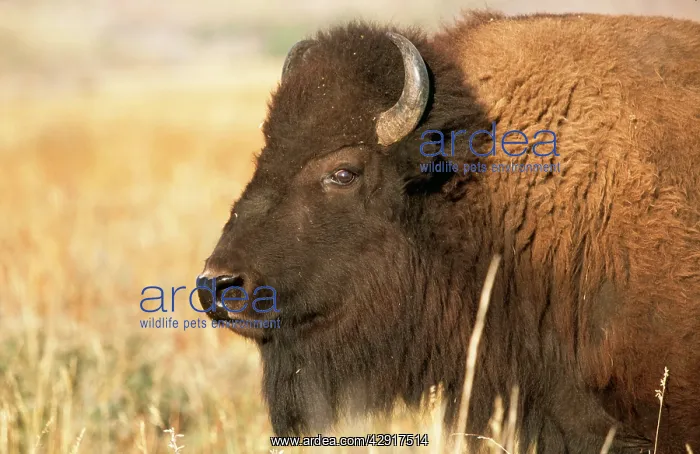 : AMERICAN BISON / AMERICAN BUFFALO - side on : AMERICAN BISON / AMERICAN BUFFALO - side on