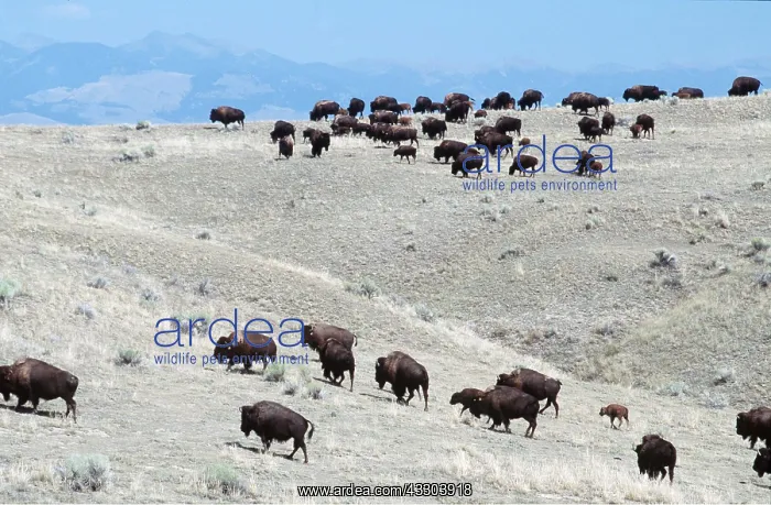 : AMERICAN BISON / AMERICAN BUFFALO : AMERICAN BISON / AMERICAN BUFFALO