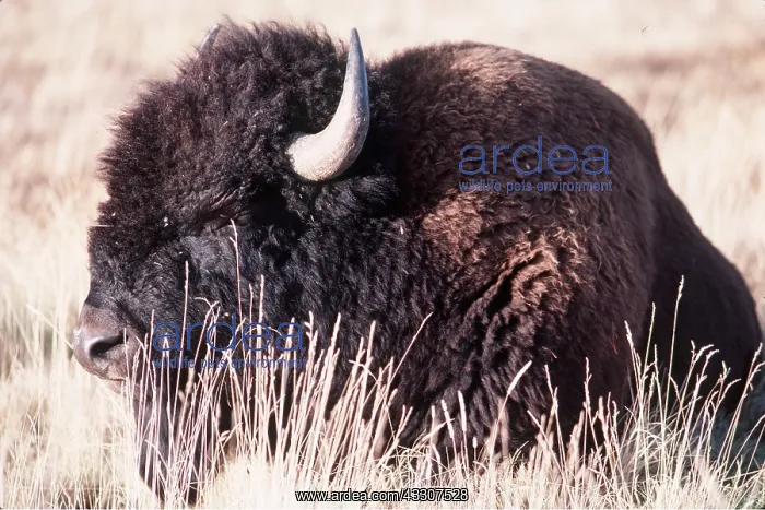 : American BISON / American BUFFALO : American BISON / American BUFFALO