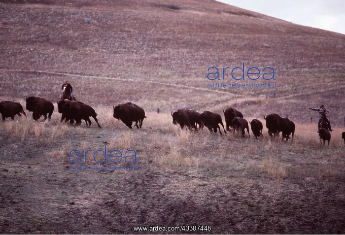 : AMERICAN BISON / AMERICAN BUFFALO - autumn round-up : AMERICAN BISON / AMERICAN BUFFALO - autumn round-up