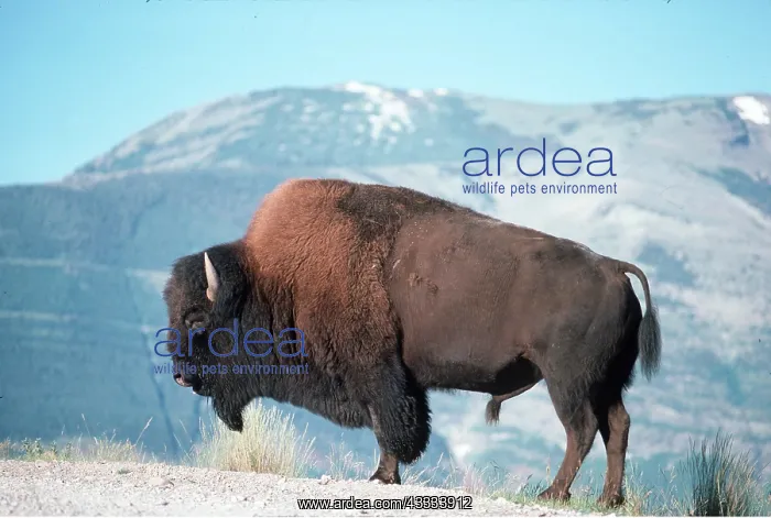 : AMERICAN BISON / AMERICAN BUFFALO - bull close-up, side on : AMERICAN BISON / AMERICAN BUFFALO - bull close-up, side on