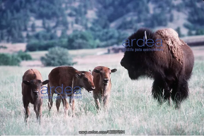 : AMERICAN BISON / AMERICAN BUFFALO - Bull and young : AMERICAN BISON / AMERICAN BUFFALO - Bull and young