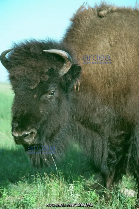 : AMERICAN BISON / AMERICAN BUFFALO - C / U head : AMERICAN BISON / AMERICAN BUFFALO - C / U head