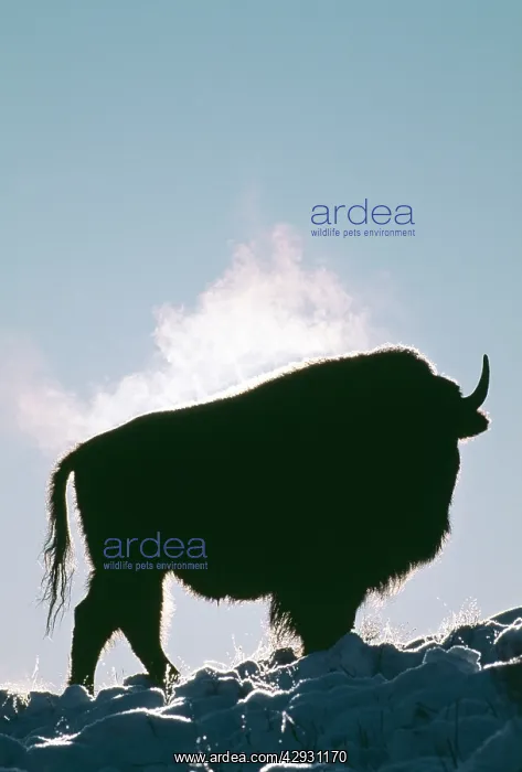: AMERICAN BISON / AMERICAN BUFFALO - profile, steaming : AMERICAN BISON / AMERICAN BUFFALO - profile, steaming