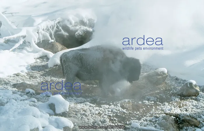 : AMERICAN BISON / AMERICAN BUFFALO - Standing in : AMERICAN BISON / AMERICAN BUFFALO - Standing in