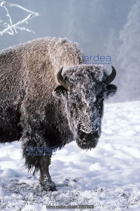 : AMERICAN BISON / AMERICAN BUFFALO - in winter : AMERICAN BISON / AMERICAN BUFFALO - in winter