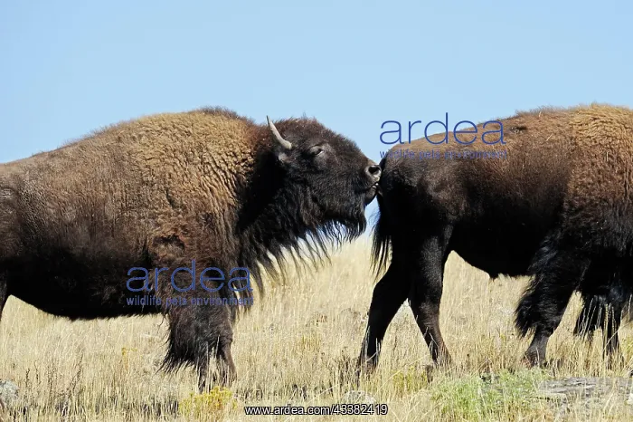 : American bison (Bison bison), bull, Yellowstone : American bison (Bison bison), bull, Yellowstone