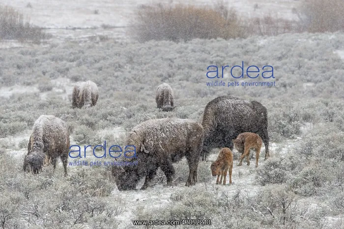: American Bison (Bison bison) cows with young calves : American Bison (Bison bison) cows with young calves