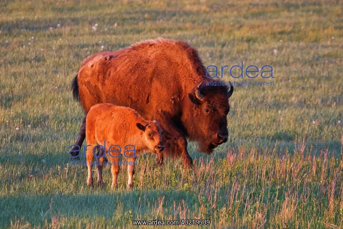 : American Bison (Bison bison) female and : American Bison (Bison bison) female and