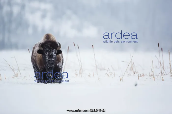 : American Bison (Bison bison) foraging in deep s : American Bison (Bison bison) foraging in deep s