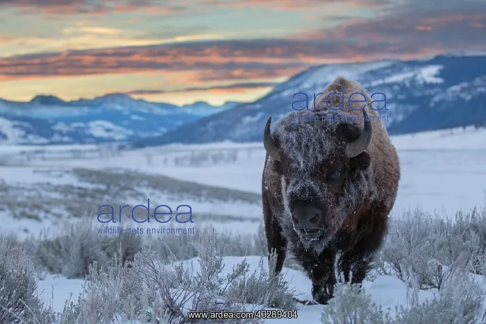  : American Bison (Bison bison) with frost on its