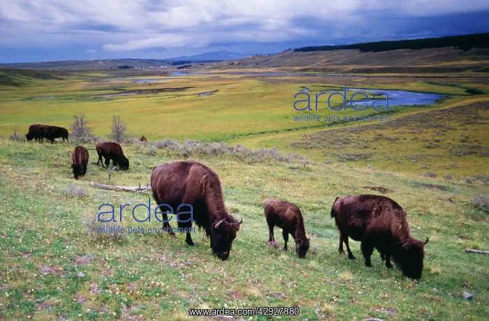 : American Bison / Buffalo : American Bison / Buffalo