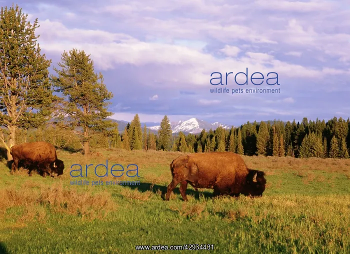 : American Bison / Buffalo : American Bison / Buffalo
