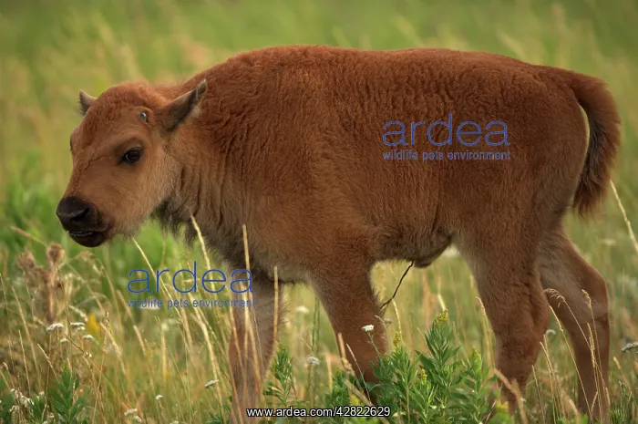 : American Bison / Buffalo - calf, grazing : American Bison / Buffalo - calf, grazing