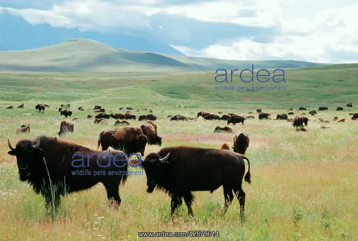 : American Bison / Buffalo - herd : American Bison / Buffalo - herd