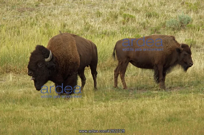 : American Bison / Buffalo - male (large) and female : American Bison / Buffalo - male (large) and female