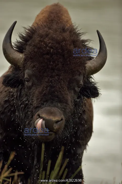 : American Bison / Buffalo - male showing tongue : American Bison / Buffalo - male showing tongue