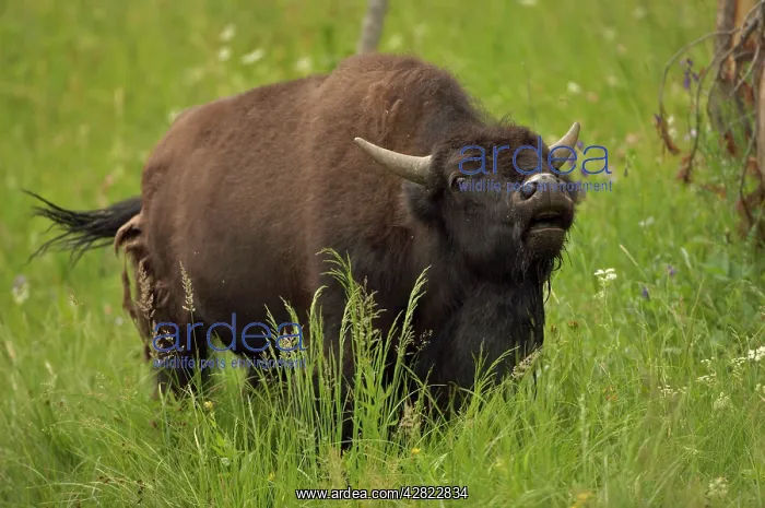 : American Bison / Buffalo - male vocalizing (bellowing) : American Bison / Buffalo - male vocalizing (bellowing)