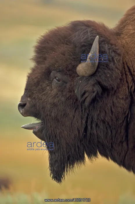 : American Bison / Buffalo - male vocalizing (bellowing) : American Bison / Buffalo - male vocalizing (bellowing)