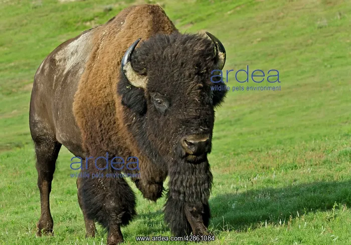 : American Bison - bull : American Bison - bull