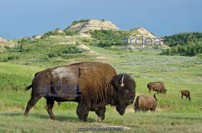 : American Bison - bull : American Bison - bull