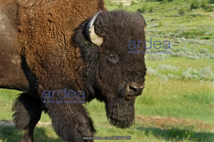 : American Bison - bull : American Bison - bull